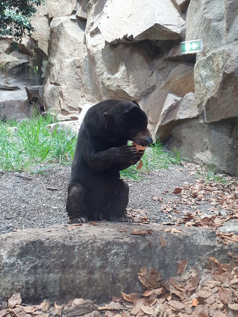 Malaien-Bär, Bewohner im Tierpark Berlin
