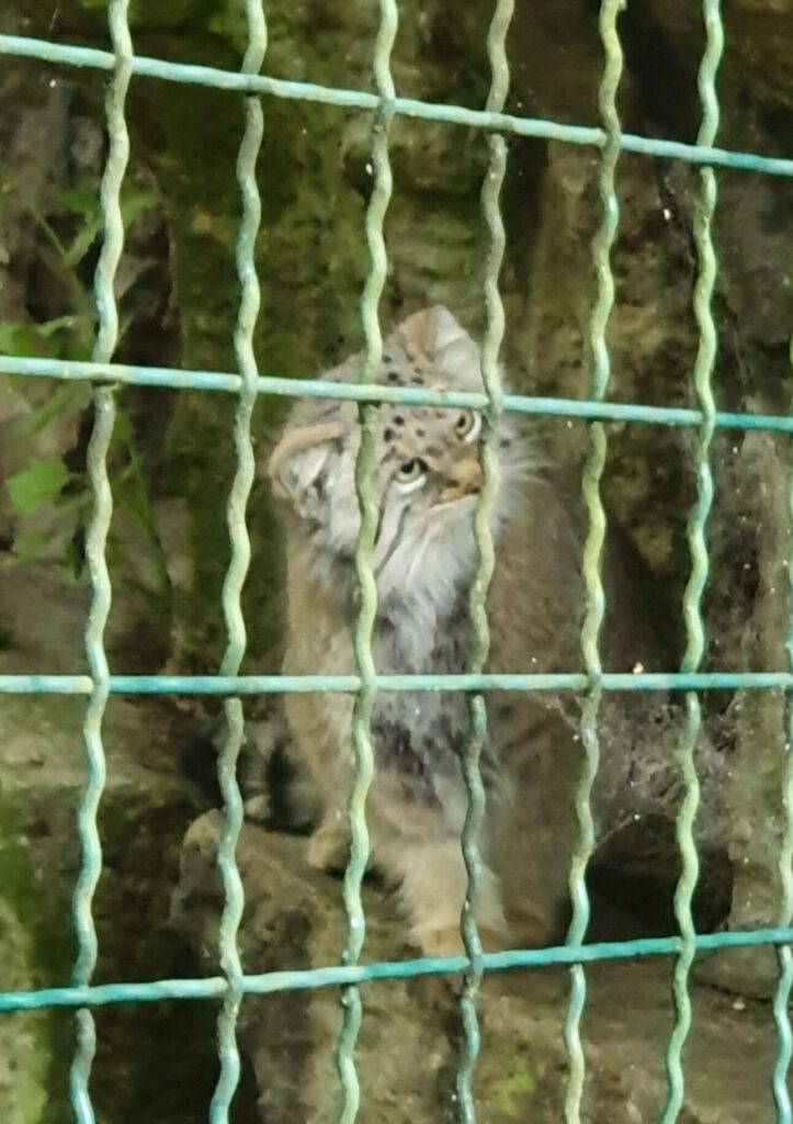 Manul, Bewohner im Tierpark Berlin
