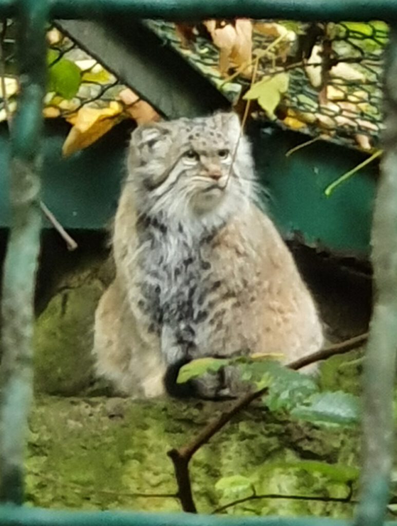 Manul, Bewohner im Tierpark Berlin