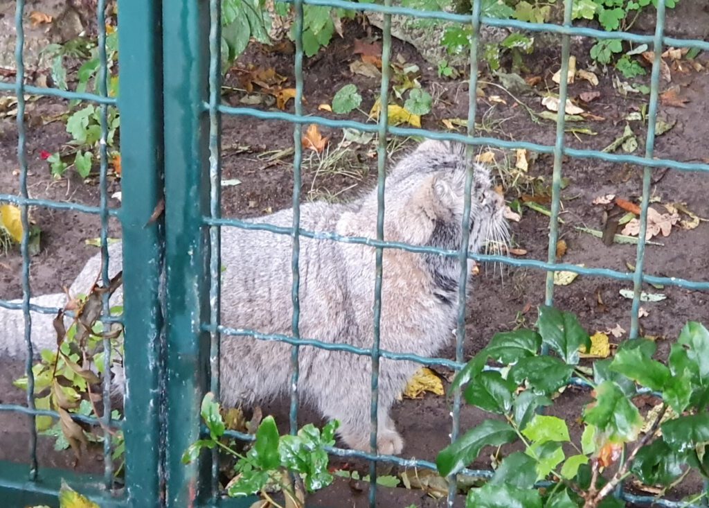 Manul, Bewohner im Tierpark Berlin