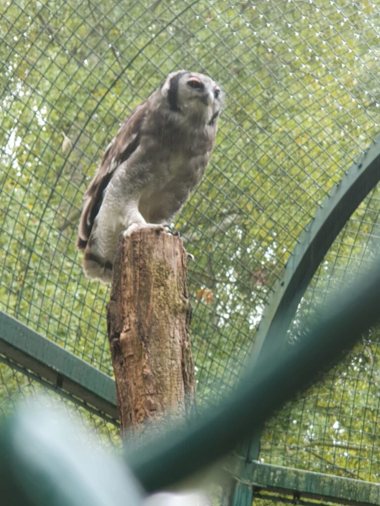 Milch-Uhu, Bewohner im Tierpark Berlin