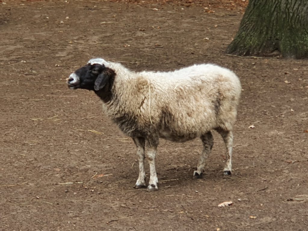 Mongolen-Schaf, Bewohner im Tierpark Berlin