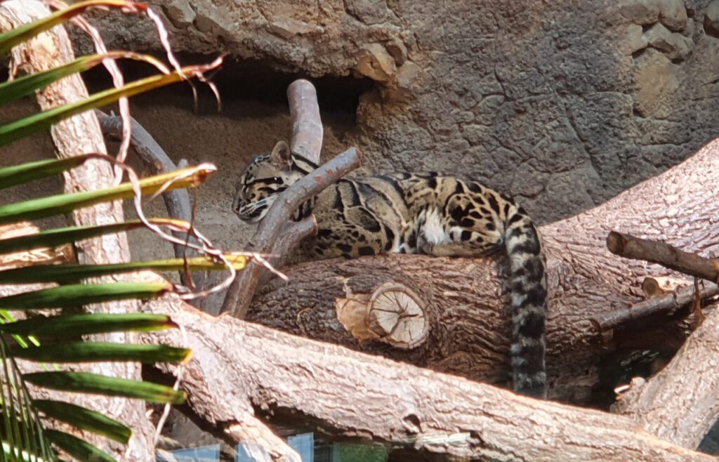 Nebelparder, Bewohner im Tierpark Berlin