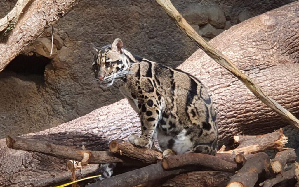 Nebelparder, Bewohner im Tierpark Berlin
