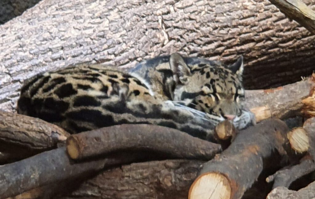 Nebelparder, Bewohner im Tierpark Berlin
