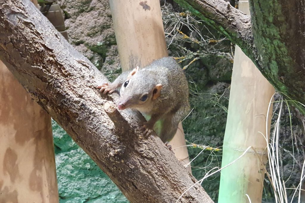 Nördliches Spitz-Hörnchen, Bewohner im Tierpark Berlin