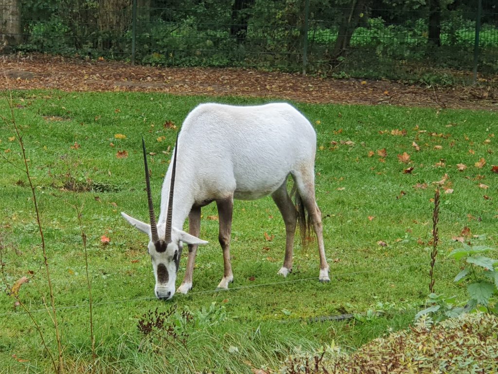 Oryx-Antilope, Bewohner im Tierpark Berlin