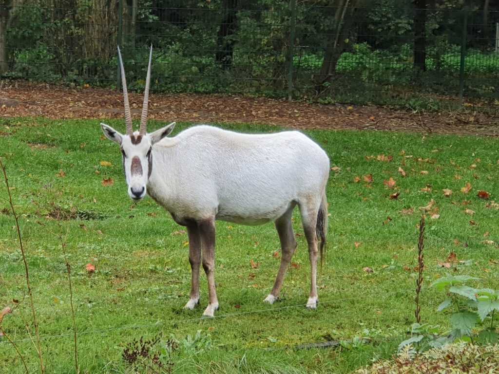 Oryx-Antilope, Bewohner im Tierpark Berlin