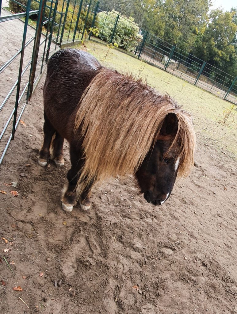 Pony, Bewohner im Tierpark Berlin