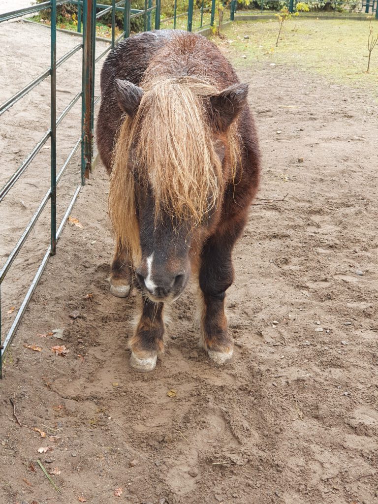 Pony, Bewohner im Tierpark Berlin
