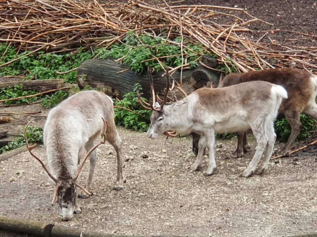 Rentier, Bewohner in der ZOOM Erlebniswelt Gelsenkirchen