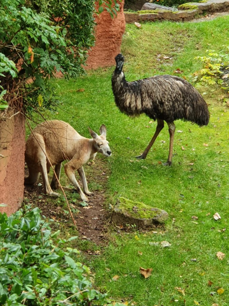 Rotes Riesen-Känguru und Emu, Bewohner im Erlebnis-Zoo Hannover