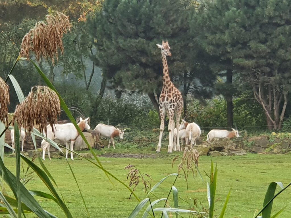 Rothschild-Giraffe und Säbel-Antilope, Bewohner im Zoo Leipzig