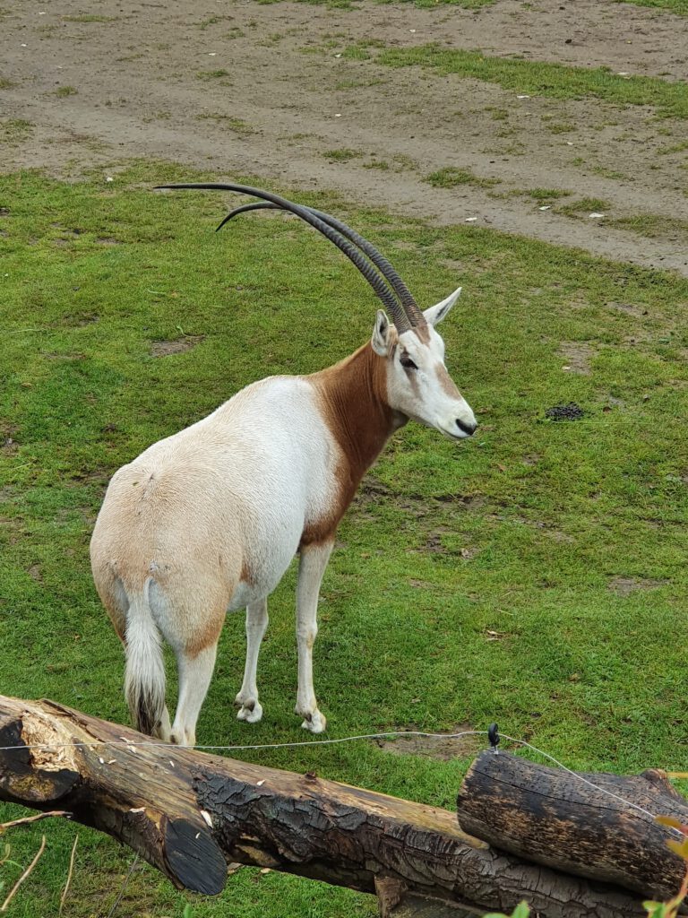 Säbel-Antilope, Bewohner im Zoo Leipzig