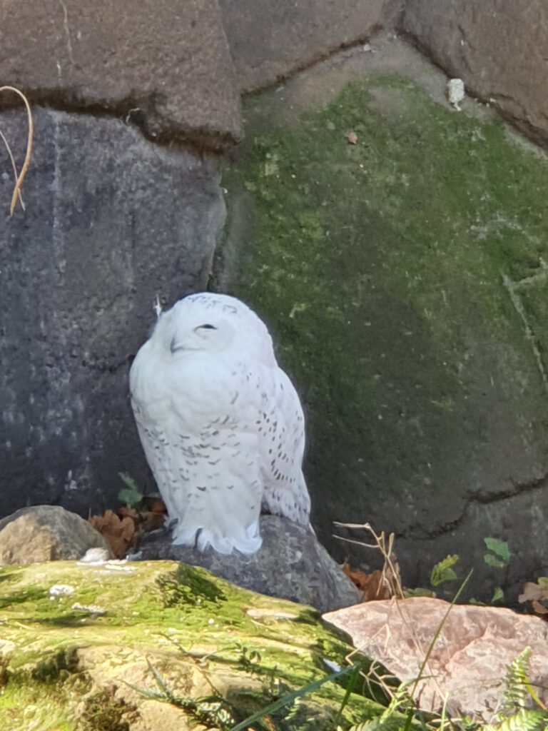 Schnee-Eule, Bewohner im Zoo Berlin