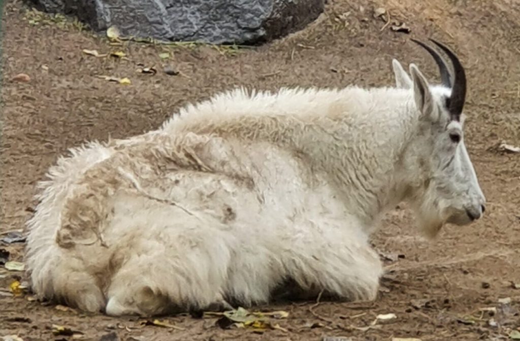 Schnee-Ziege, Bewohner im Tierpark Berlin