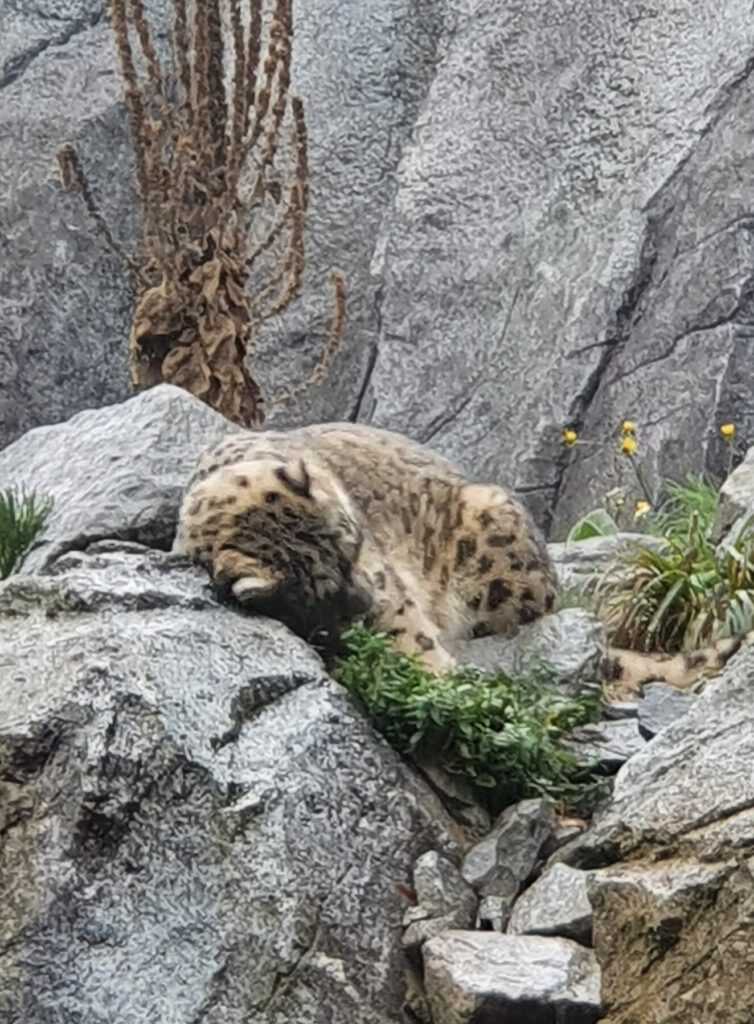 Schneeleopard, Bewohner im Zoo Leipzig