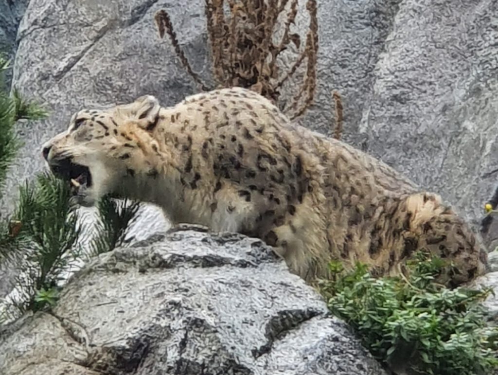 Schneeleopard, Bewohner im Zoo Leipzig