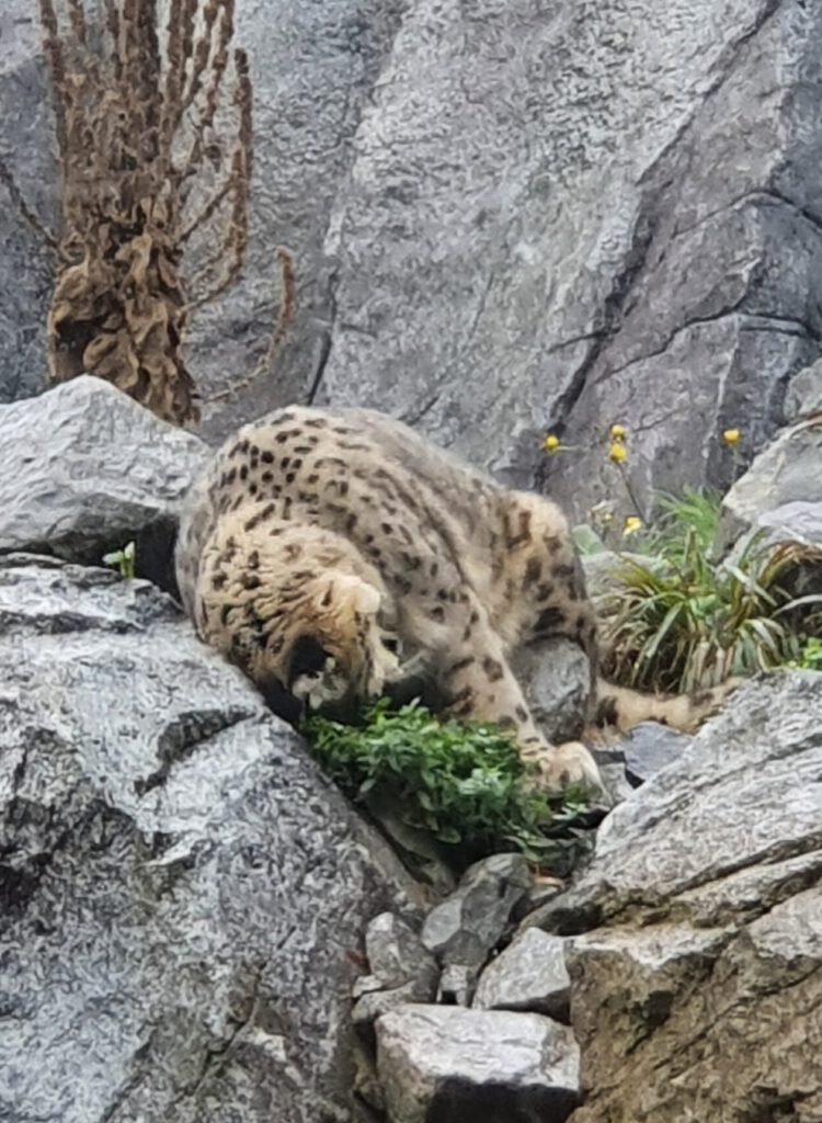 Schneeleopard, Bewohner im Zoo Leipzig