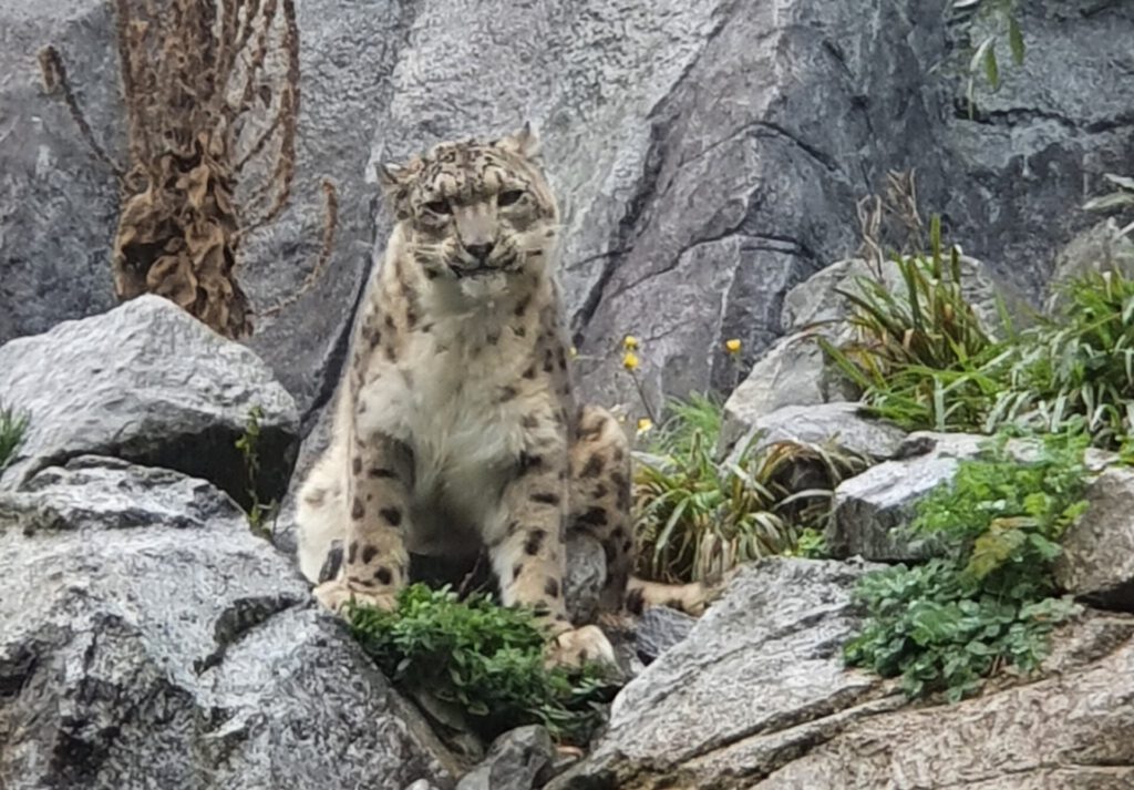 Schneeleopard, Bewohner im Zoo Leipzig