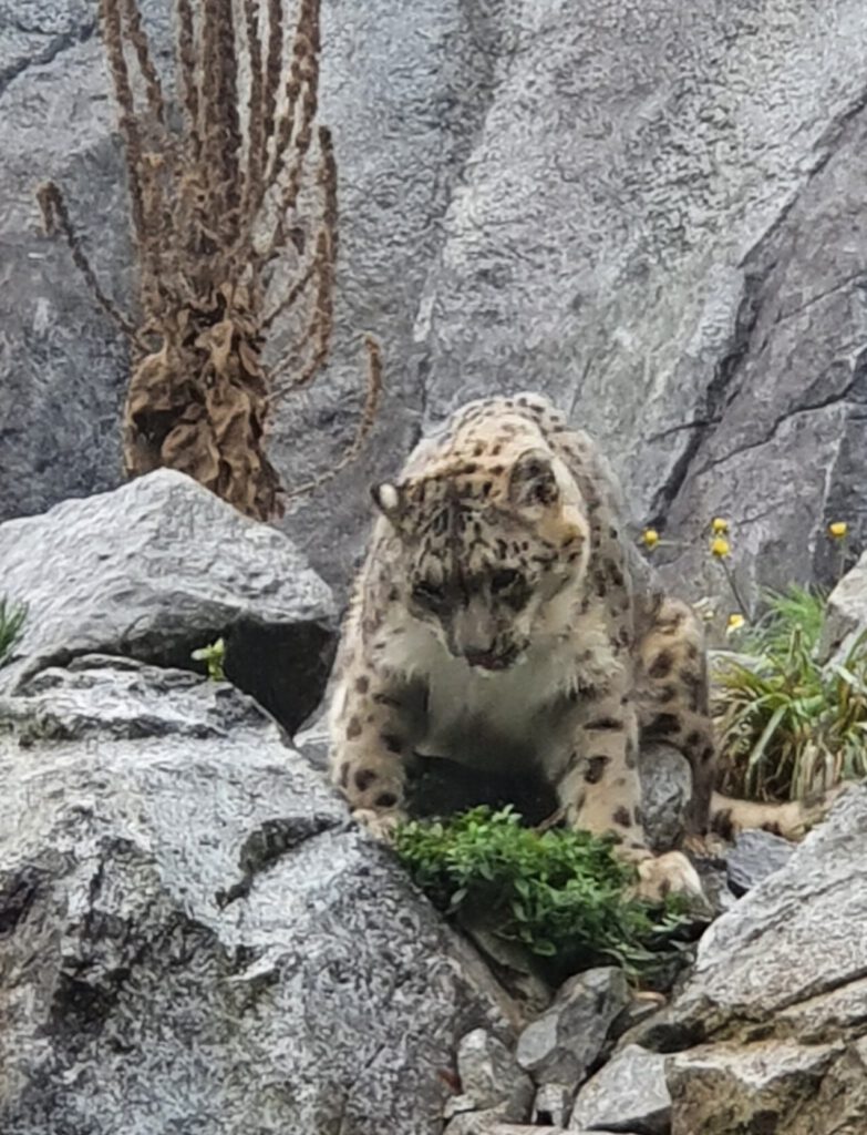 SchneeleopardSchneeleopard, Bewohner im Zoo Leipzig