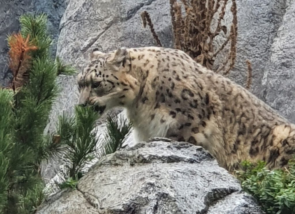 Schneeleopard, Bewohner im Zoo Leipzig