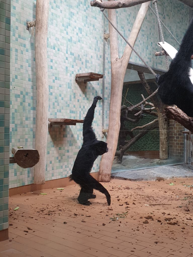 Siamang, Bewohner im Zoo Berlin