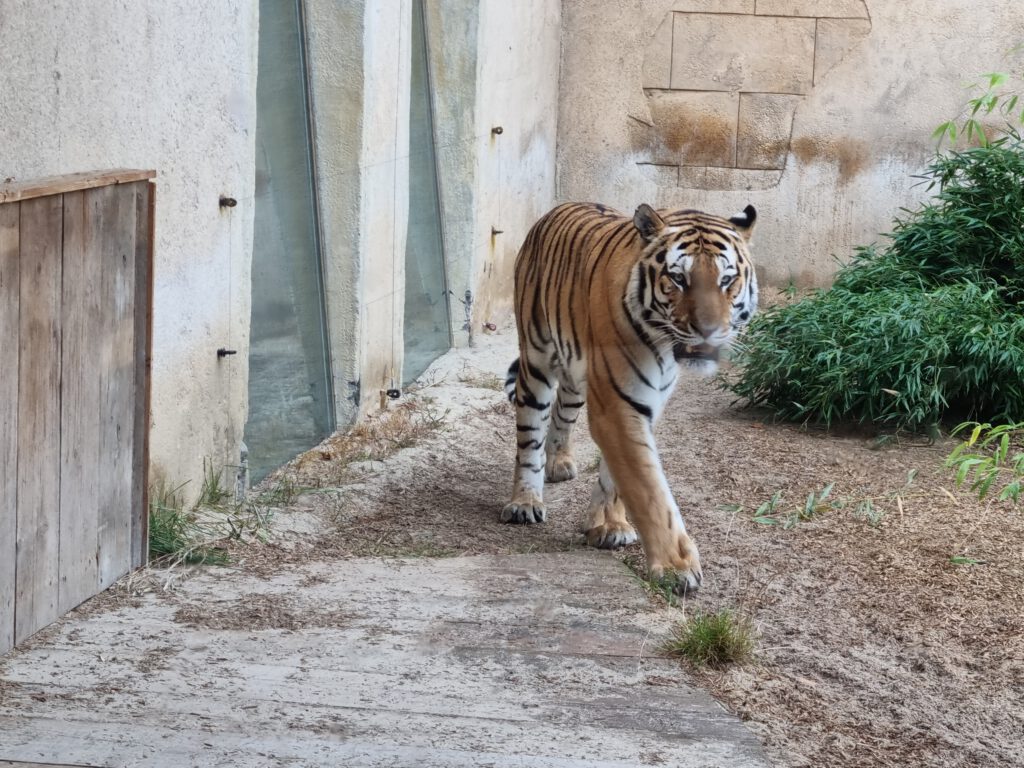 Sibirischer Tiger, Bewohner im Erlebnis-Zoo Hannover