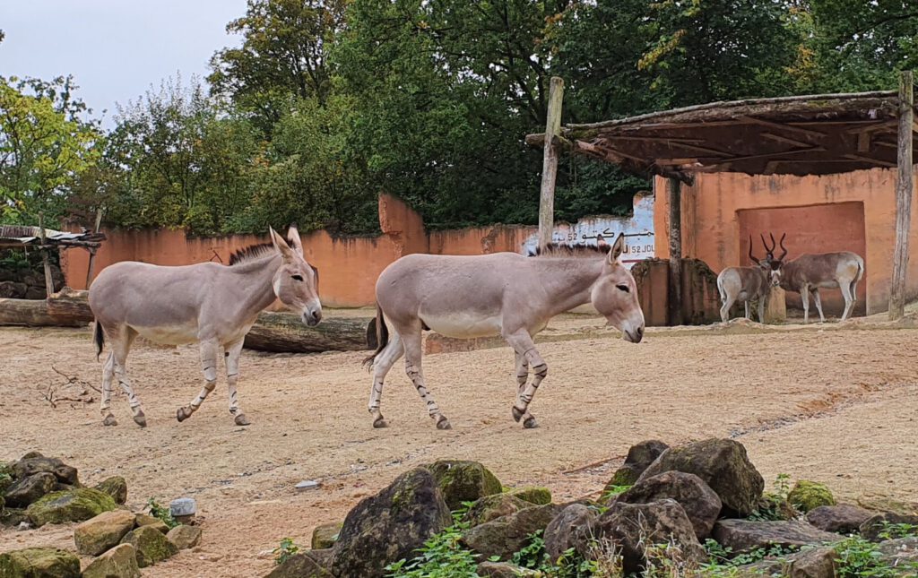 Somali-Wild-Esel und Addax, Bewohner im Erlebnis-Zoo Hannover