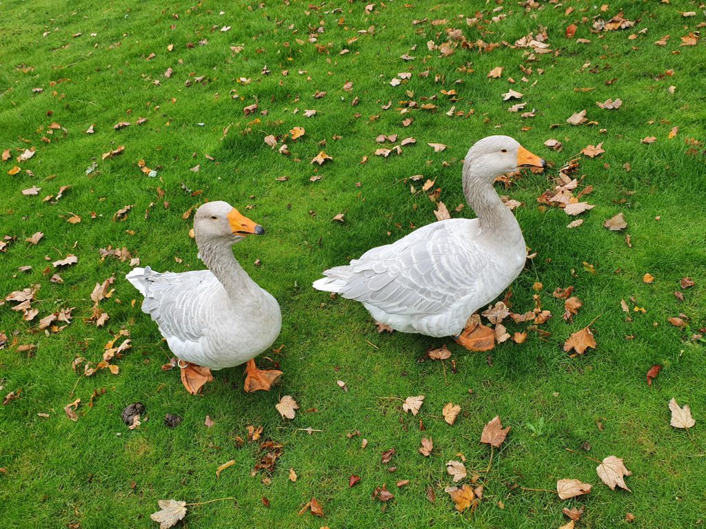 Steinbacher Kampf-Gans, Bewohner im Erlebnis-Zoo Hannover