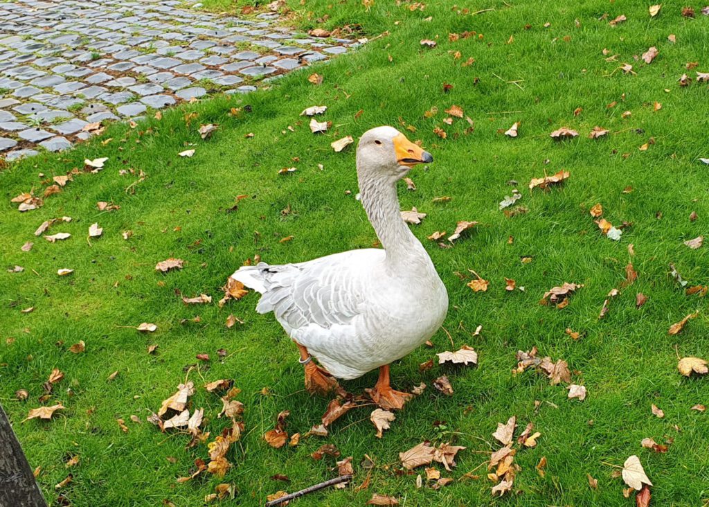 Steinbacher Kampf-Gans, Bewohner im Erlebnis-Zoo Hannover