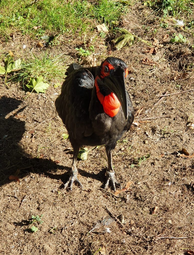 Südlicher Horn-Rabe, Bewohner im Zoo Köln
