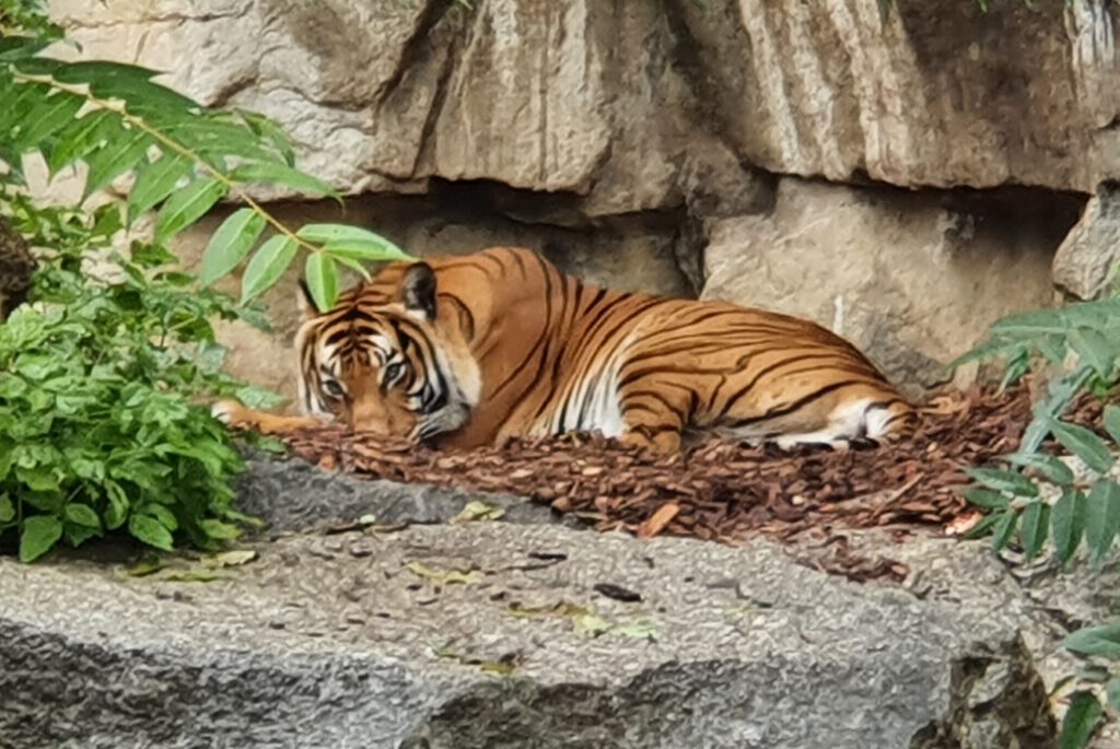 Sumatra-Tiger, Bewohner im Tierpark Berlin