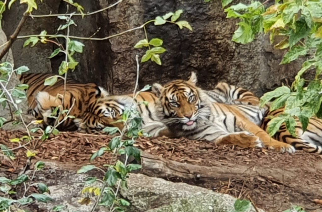 Sumatra-Tiger, Bewohner im Tierpark Berlin