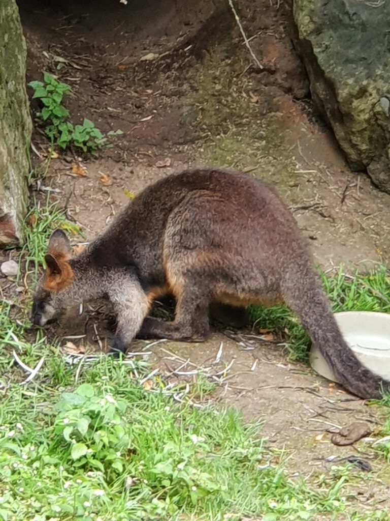Sumpf-Wallaby, Bewohner im Erlebnis-Zoo Hannover