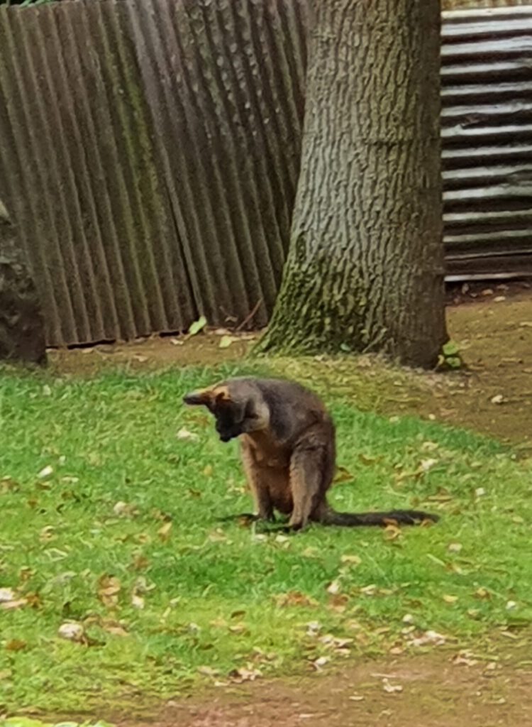 Sumpf-Wallaby, Bewohner im Erlebnis-Zoo Hannover