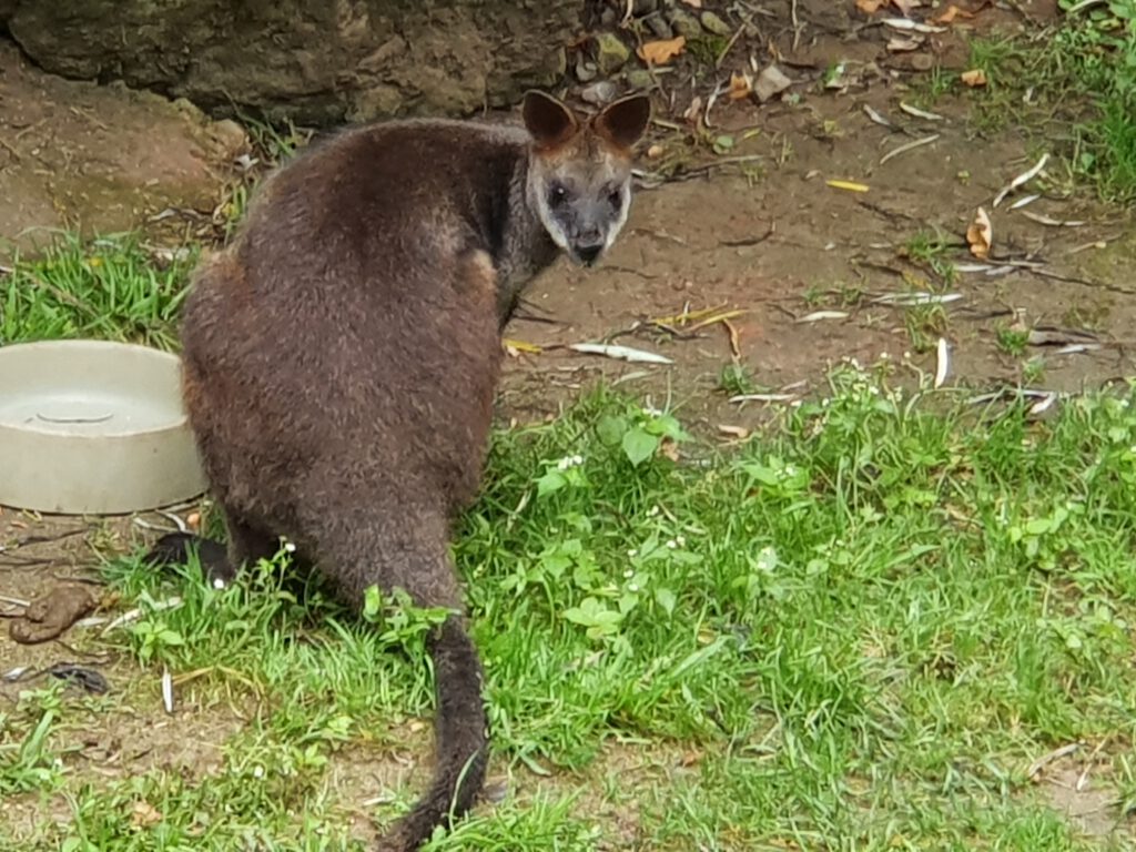 Sumpf-Wallaby, Bewohner im Erlebnis-Zoo Hannover