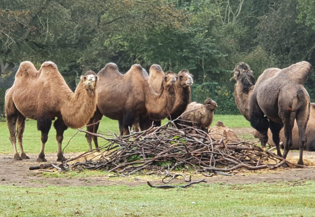 Trampeltier, Bewohner im Tierpark Berlin