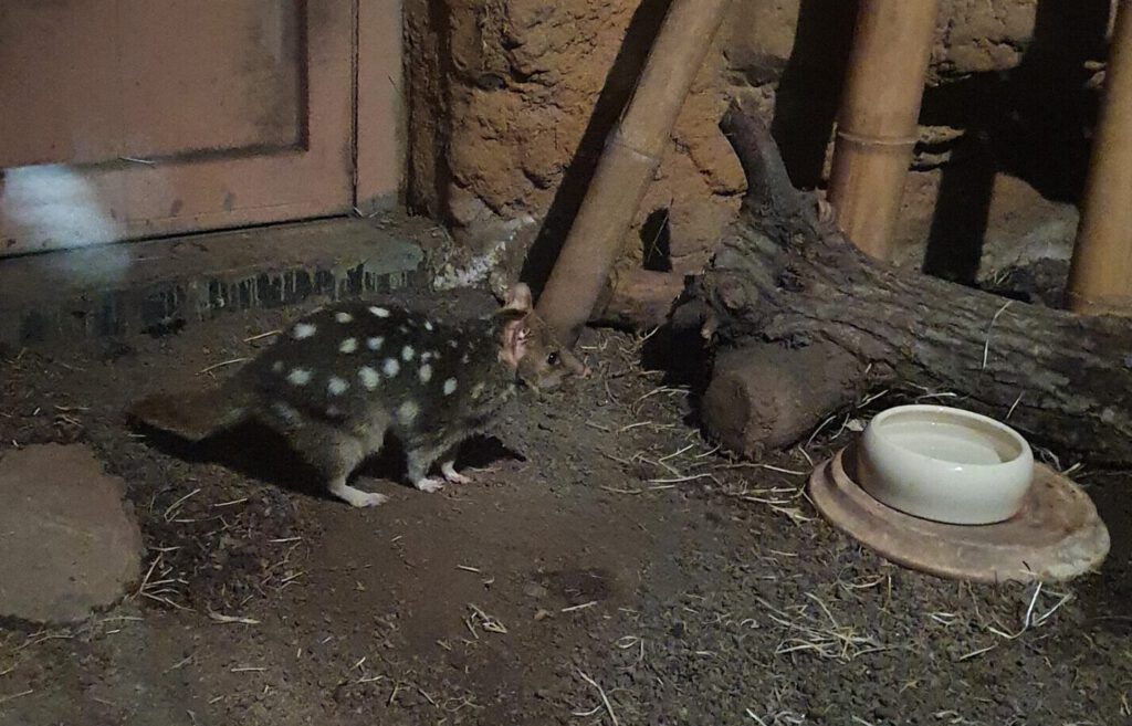 Tüpfelbeutel-Marder, Bewohner im Zoo Leipzig