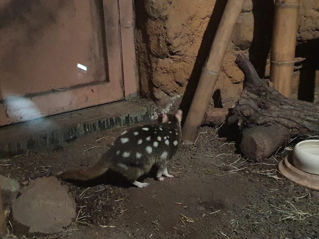 Tüpfelbeutel-Marder, Bewohner im Zoo Leipzig