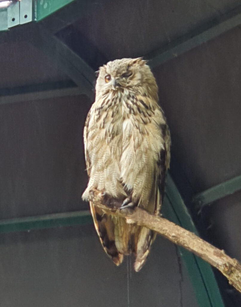 Turkmenen-Uhu, Bewohner im Tierpark Berlin