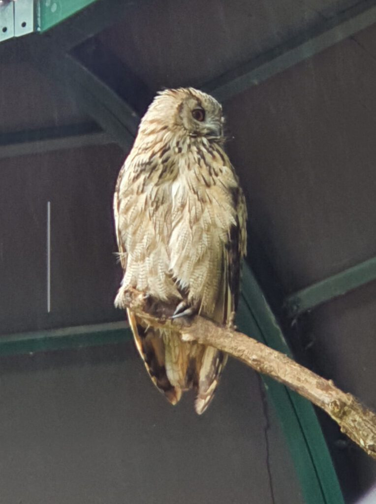 Turkmenen-Uhu, Bewohner im Tierpark Berlin