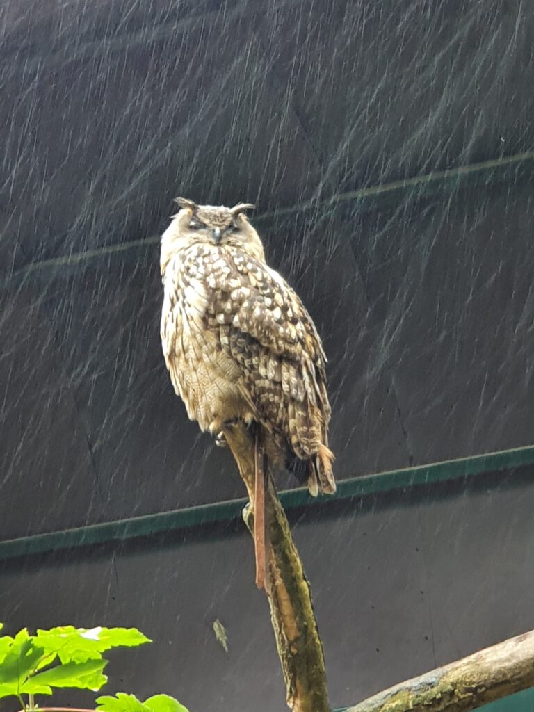 Uhu, Bewohner im Tierpark Berlin