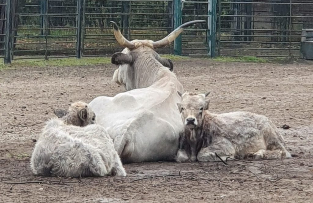 Ungarisches Steppen-Rind, Bewohner im Tierpark Berlin