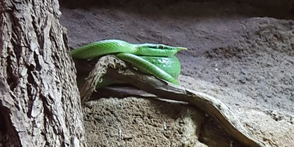 Vietnamesische Langnasen-Natter, Bewohner im Tierpark Berlin