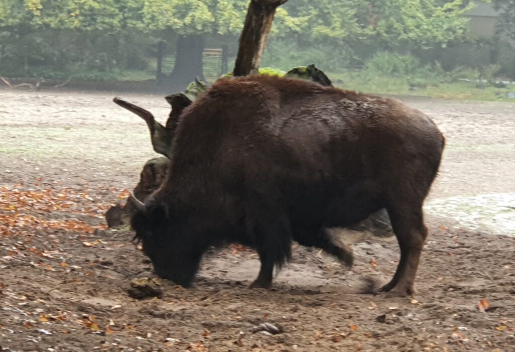 Wisent, Bewohner im Tierpark Berlin