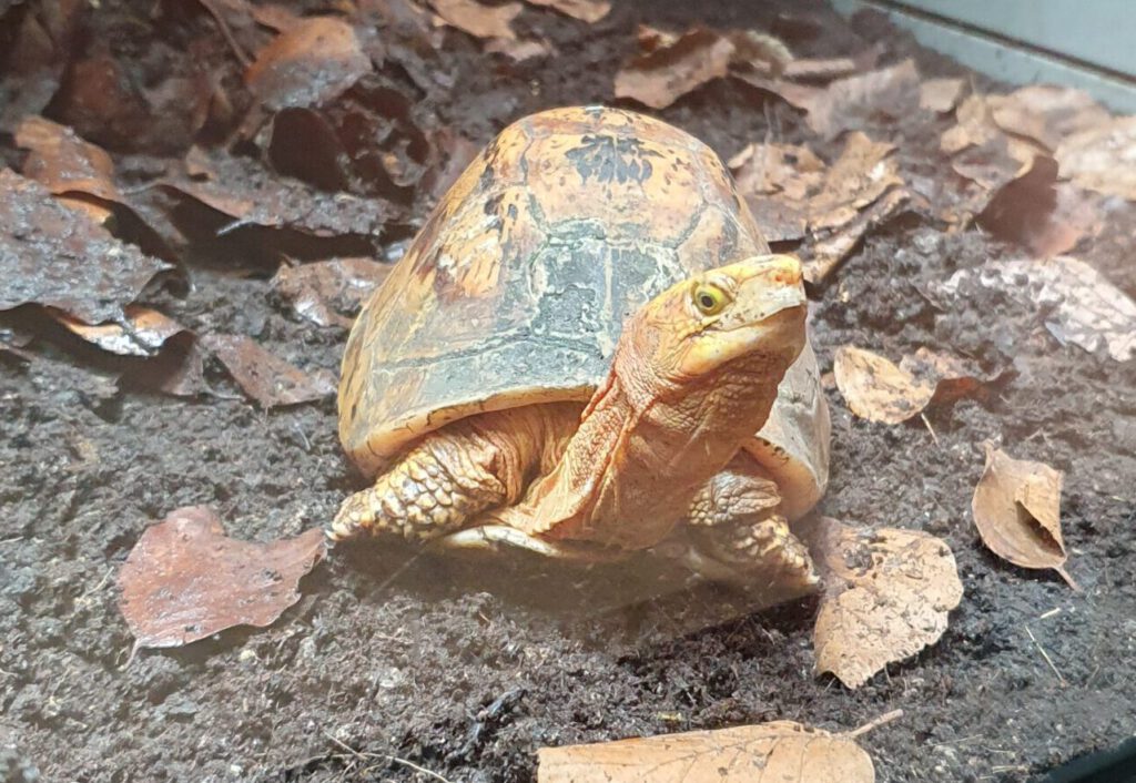 Zentralvietnamesische Scharnier-Schildkröte, Bewohner im Tierpark Berlin