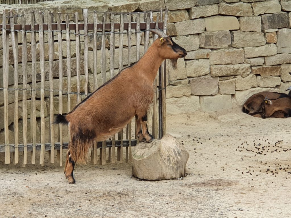 Zwerg-Ziege, Bewohner im Erlebnis-Zoo Hannover