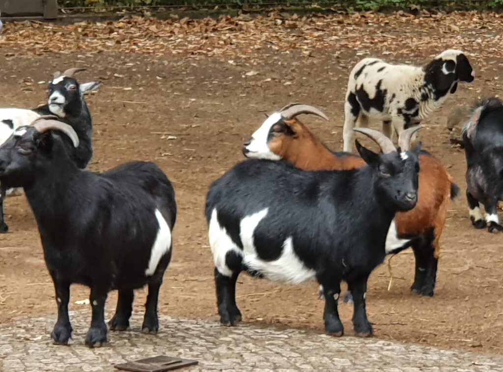 Zwerg-Ziege, Bewohner im Tierpark Berlin