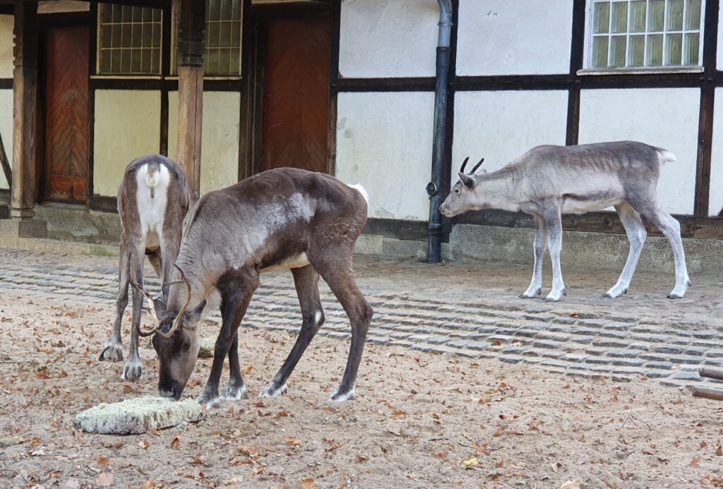 Europäisches Wald-Rentier, Bewohner im Zoo Berlin